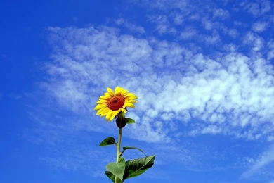 Sun Flower Sunflower Desktop Backgrounds   Your HD Wallpapers