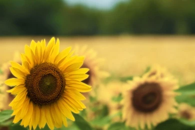 Gallery For   Sunflower Desktop Wallpapers Mac