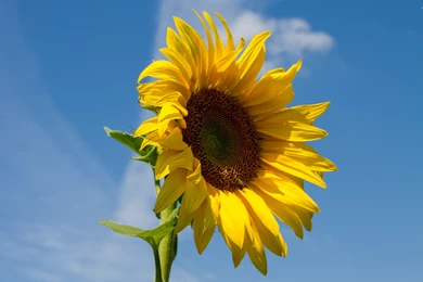 Sunflower Wallpapers   Flower Wallpapers