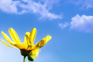 Wallpapers For Galaxy   Daisy Flower Galaxy S4 Wallaper