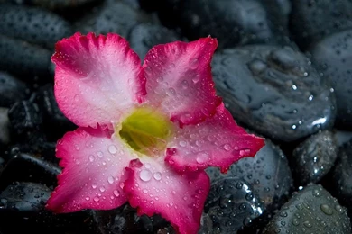 Gallery For   Wallpapers Downloads For Ipad