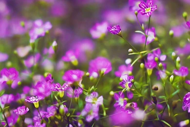 Purple Flowers Hd Nature Plant / HD iPad Wallpapers