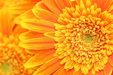 1600x900 Orange Flower Backgrounds Wallpapers