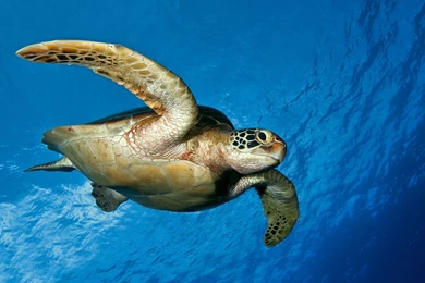 1600x900 Turtle Backgrounds Wallpapers