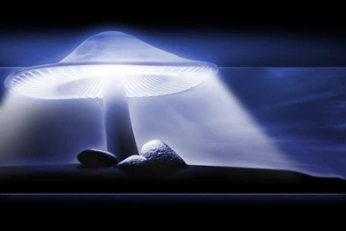 Wallpapers Luminous Mushroom By Da5id Customize.org