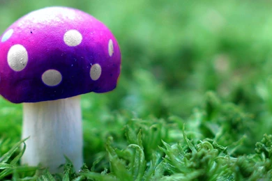 Mushroom Poison Shroom Hd Wallpapers   (