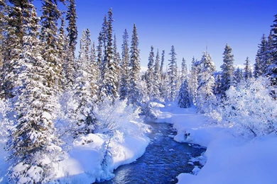 Free Winter Wallpapers Your Top HD Wallpapers