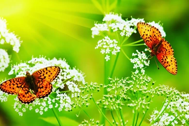 FreePhotoz Daily Wallpapers & Backgrounds   Animals > Butterflies