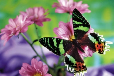 Free Butterfly Wallpapers Download ~ Toptenpack.com