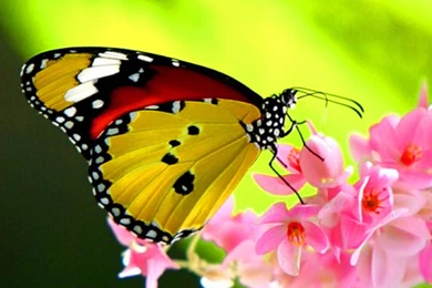 Beautiful Butterfly Wallpapers