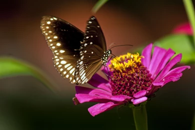 Download Flower And Butterfly Desktop Wallpapers Photos