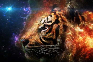 Tiger Fire Desktop Backgrounds HD 2560x1440
