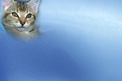 Free Big Cat Backgrounds For PowerPoint   Animal PPT Templates