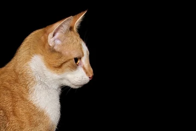 Black, Cat   Free Images On Pixabay