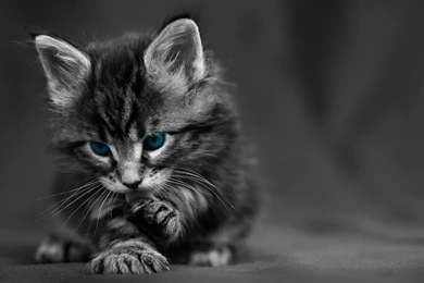 Download Wallpapers 3840x2160 Cat, Black White, Blue, Eyes, Baby ...