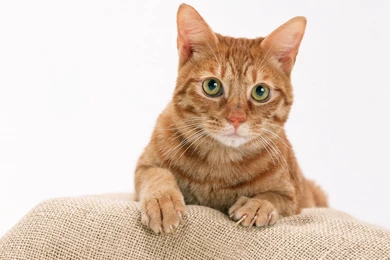 Animals Beautiful Sweet Great Funny Cute Cat Backgrounds   Free ...