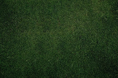 1024x768 Green Grass Backgrounds Desktop PC And Mac Wallpapers