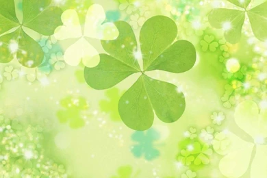 Beautiful Flowers Backgrounds 1024x768 Wallpapers, 1024x768 ...