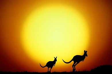 Jumping Kangaroos In Sunset Backgrounds 1024x768 For 17 inch ...