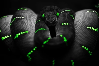 Razer Snake Wallpapers By Tekkensennin On DeviantArt