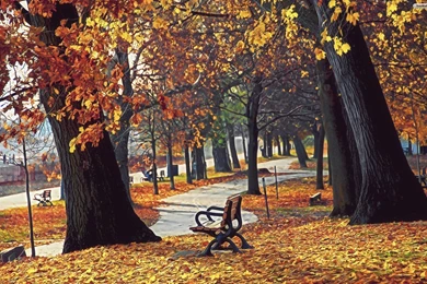 YouWall   Autumn Park Wallpapers   Wallpaper,wallpapers,free ...