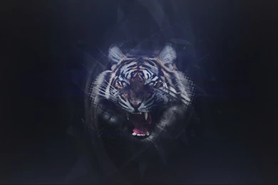 Abstract Tiger Wallpapers By ZeraCreations On DeviantArt