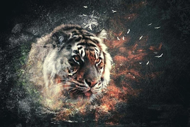 Abstract Tiger Wallpapers 216712