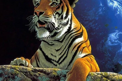 Tiger Wallpapers   (