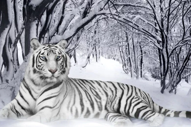 White Tiger Wallpapers   Animal Wallpapers