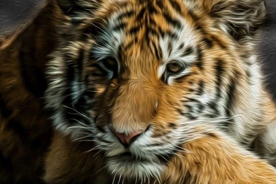 Tiger Wallpapers Abstract HD   Wallpapers