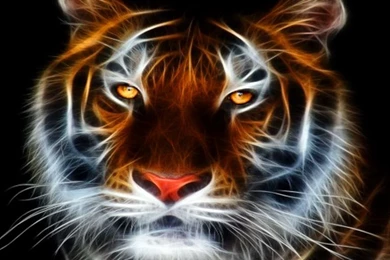 Handsome Tiger Wallpaper.jpg