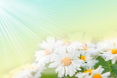 Hd Floral Wallpapers   HD Wallpapers And Pictures