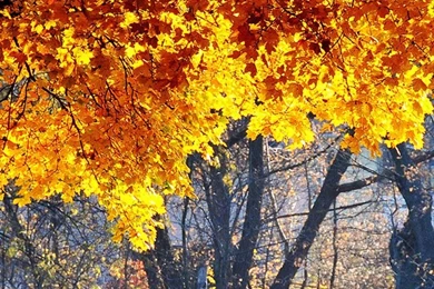 25 Fall iPhone Wallpapers
