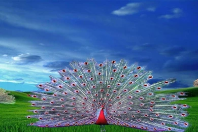 Desktop Hd Flower Wallpapers Download Free Download 3d Hd Colour ...