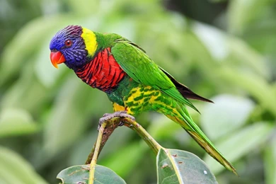 Rainbow lorikeet parrot birds hd wallpapers beautiful pictures of birds free download.jpg