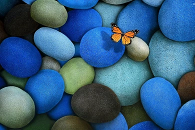 Viceroy Butterfly On Blue Pebbles Wallpapers   Animal Wallpapers ...