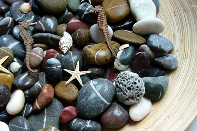 Pebbles And Shells Wallpapers   Artistic Wallpapers