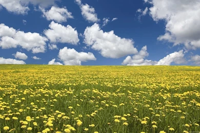 Field Of Flowers HD Wallpapers