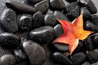 Seashell On Pebbles Wallpapers   Photography Wallpapers