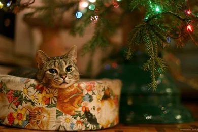 Download 1366x768 Christmas Present Cat Wallpapers