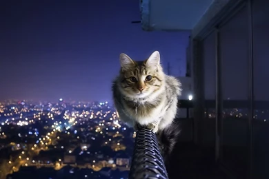 Computer backgrounds cat city 1920x1080.jpg