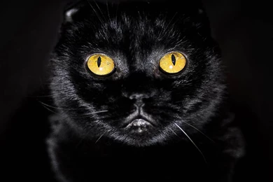 Wallpapers: Yellow Eyes Cat Wallpapers