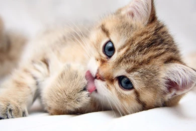 Cute Cat Wallpapers