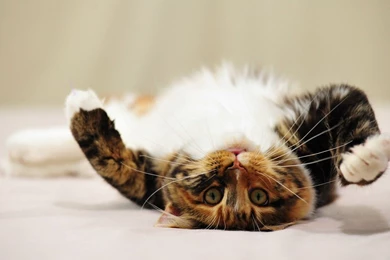 Download Cat Wallpapers Computer