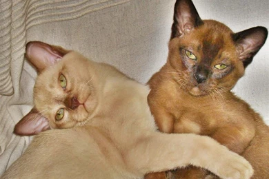 Burmese Cat HD Desktop Wallpapers