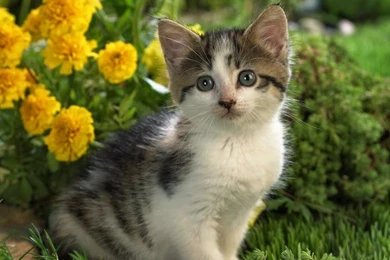 Apnichahat.com: Cats Pictures Images Wallpapers Photos Free ...