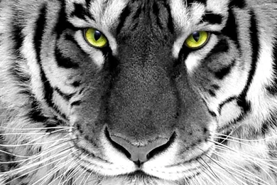 Gallery For   Download White Tigers Wallpapers