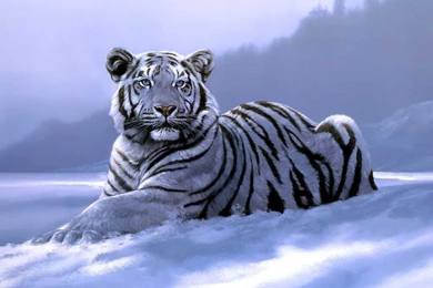 White Tiger Wallpapers Best Collection Of Tiger HD Wallpapers