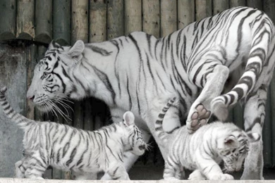 Desktop baby white tigers wallpaper.jpg