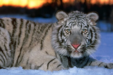White Tiger Hd Images Wallpapers